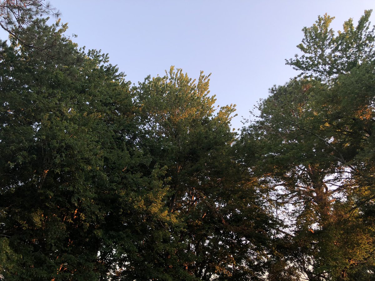 therumhammer's tweet photo. Warm light drips from the sky https://t.co/Jx05Lh4Jxo