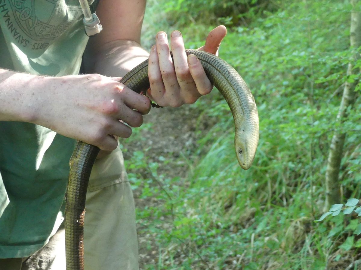JoshsWildlife's tweet photo. Day 29 #30DaysWild
There were plenty of amazing reptiles to be seen in Krka soaking up the sun, including:
Balkan Green Lizard
Glass Lizard
Eastern Hermann’s Tortoise
Dalmatian Wall Lizard
#krka #reptiles #croatia https://t.co/yy0gRVpOEf