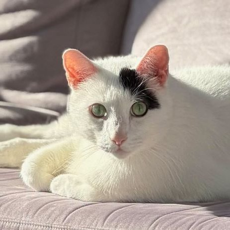 sachikoko's tweet photo. 👉🏽SENIOR ALERT🙏🏽PLZ SHARE
💝Big, Sweet 11YO #Senior White &amp; Black Kitty PERCY💝
😿💔His Family Moved Out Of The Country
📣Needs A Calm, Patient #FureverHome🏡
▶️https://t.co/xKRQ3ePSnT
🙏🏽#AdoptDontShop
#SanFrancisco, #CA #SpecialNeeds
@givemesheltersf #RehomeHour #US #Cats https://t.co/ZkyPb7twbf