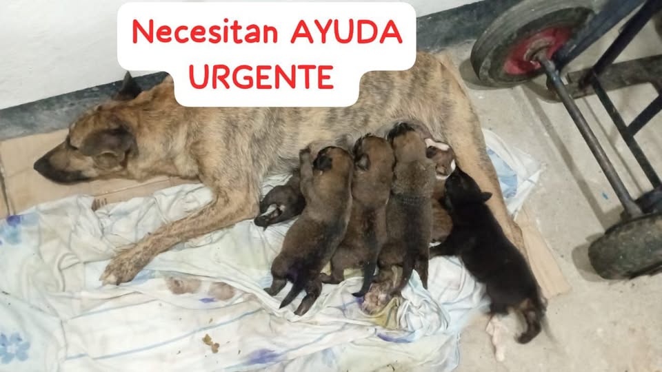 A64029345's tweet photo. Esta perrita se encuentra dentro de las instalaciones del Hospital Militar, fue  reportada cuando estaba preñada y ya parió.
Tuvo 7 bebés.
Se le murió 1.
2 de los bebés tienen GUSANERA.
Necesitan AYUDA URGENTE.
Contacto: 0412-4532098 https://t.co/CHsGSfkNXv
