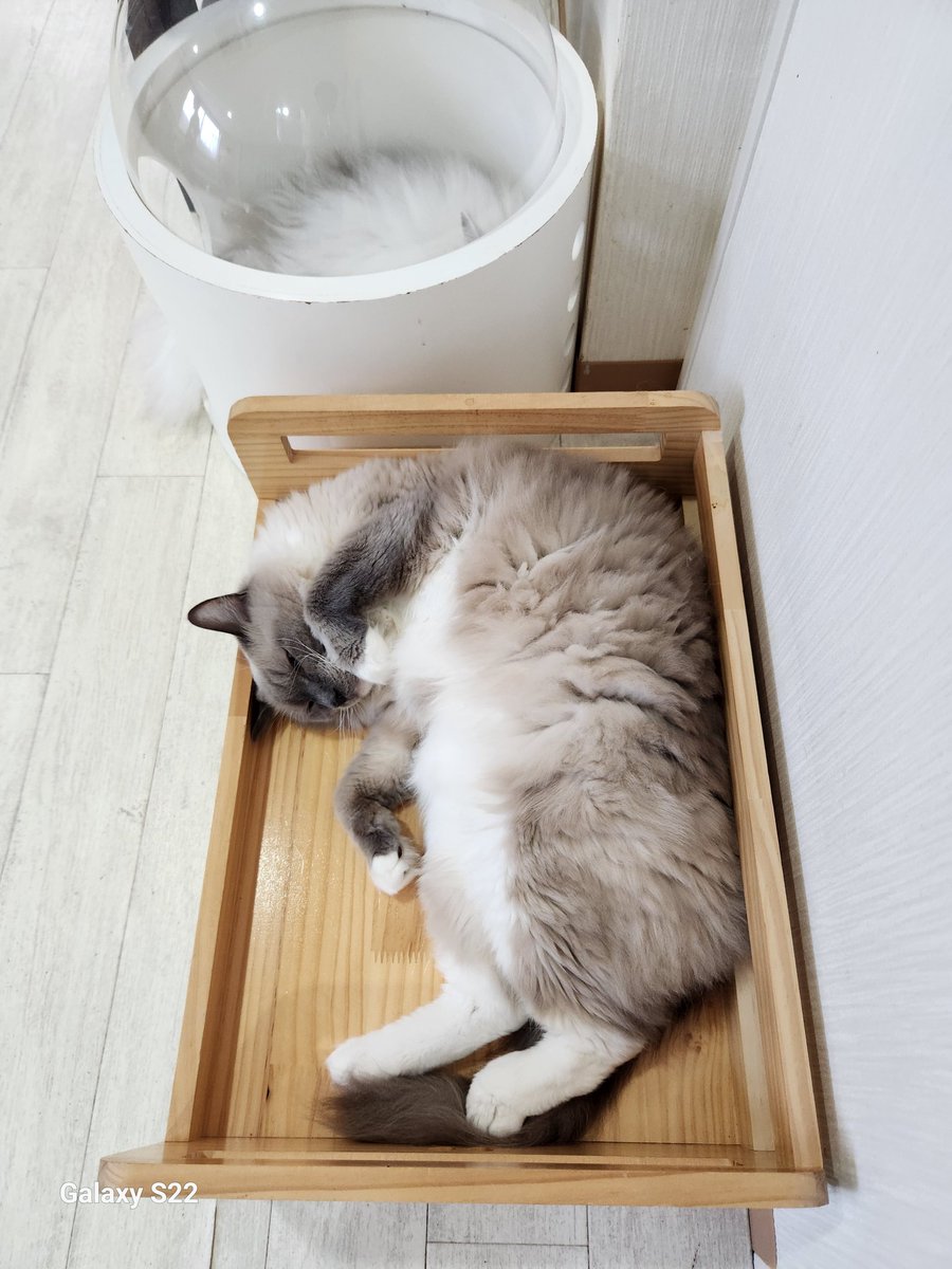Rider555fizeI's tweet photo. 夕方、『ラグドール』でした。
 @ragdoll_staff #猫カフェラグドール #関西猫カフェめぐり #cat #ねこ https://t.co/f6ZEqopYaK