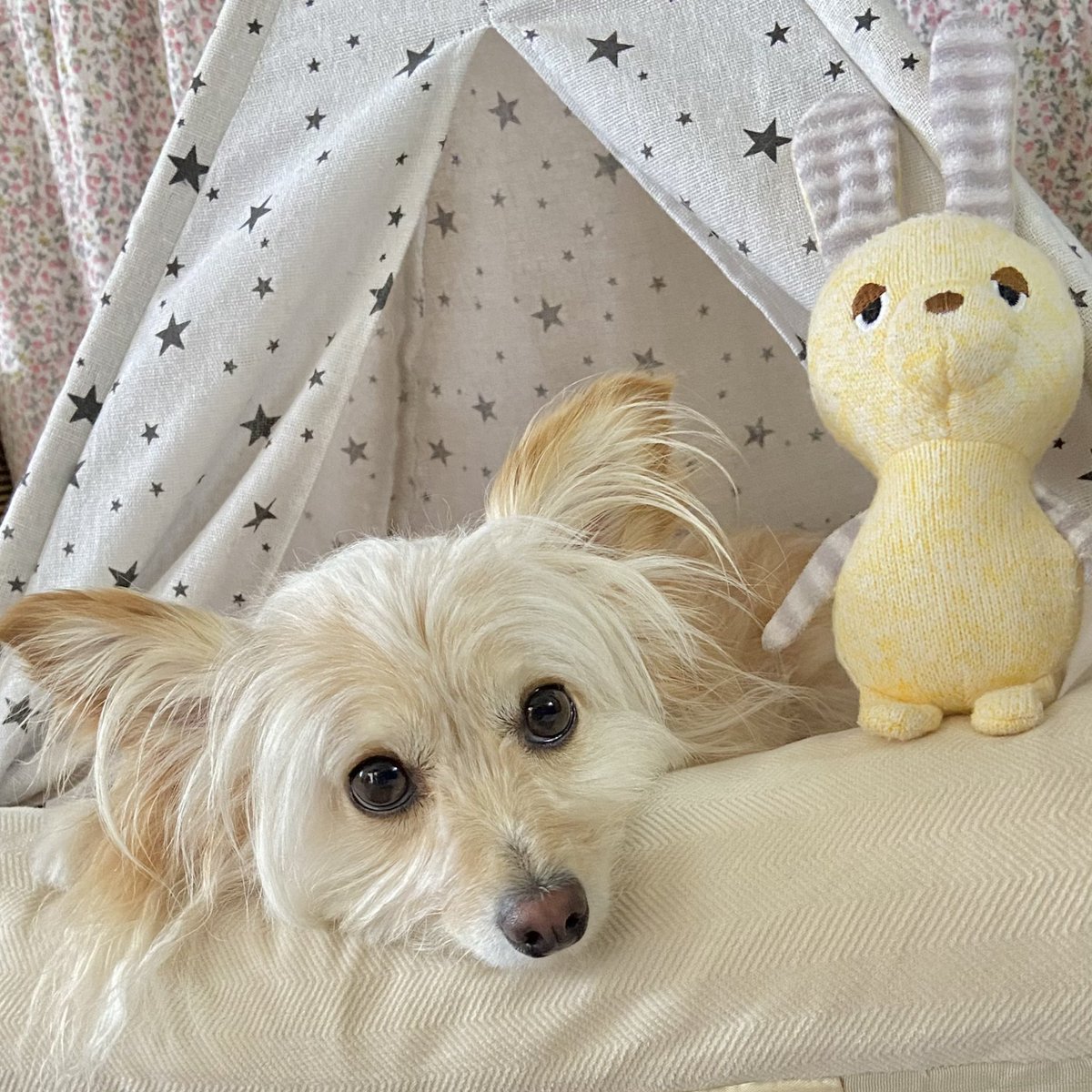 Fuwa_chihuapoo's tweet photo. 涼しいお部屋でのんびり
きょうもおつかれさまぁ꒰ ՞･·･՞ ꒱⭐️
 #犬のいる暮らし #犬 #ぷわわ https://t.co/IoiLzPdrsF