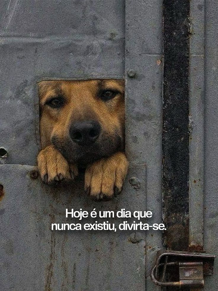 tododiacaes's tweet photo. Bom dia https://t.co/1KEskavTD0
