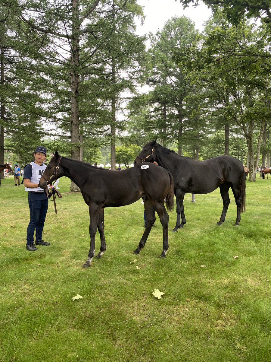 inkmarksofsu's tweet photo. Great to see Wavell Avenue and her Kitasan Black colt at the JRHA Select Sale.

I’ve had the continued privilege of attending this sale for over a decade - fantastic quality of bloodstock. https://t.co/pibSSn0pwY