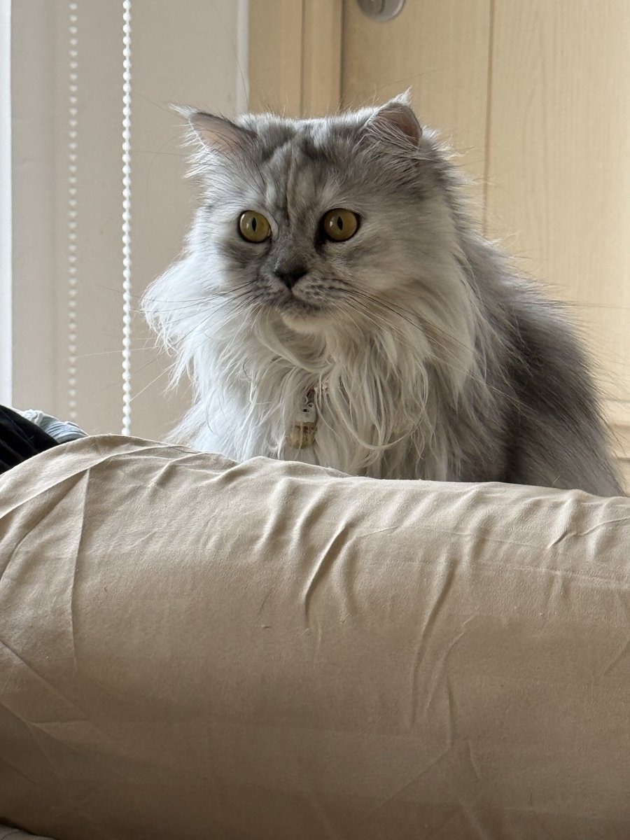 😾 Cece Bacem & ₘₑᵢₘₑᵢ tweet media