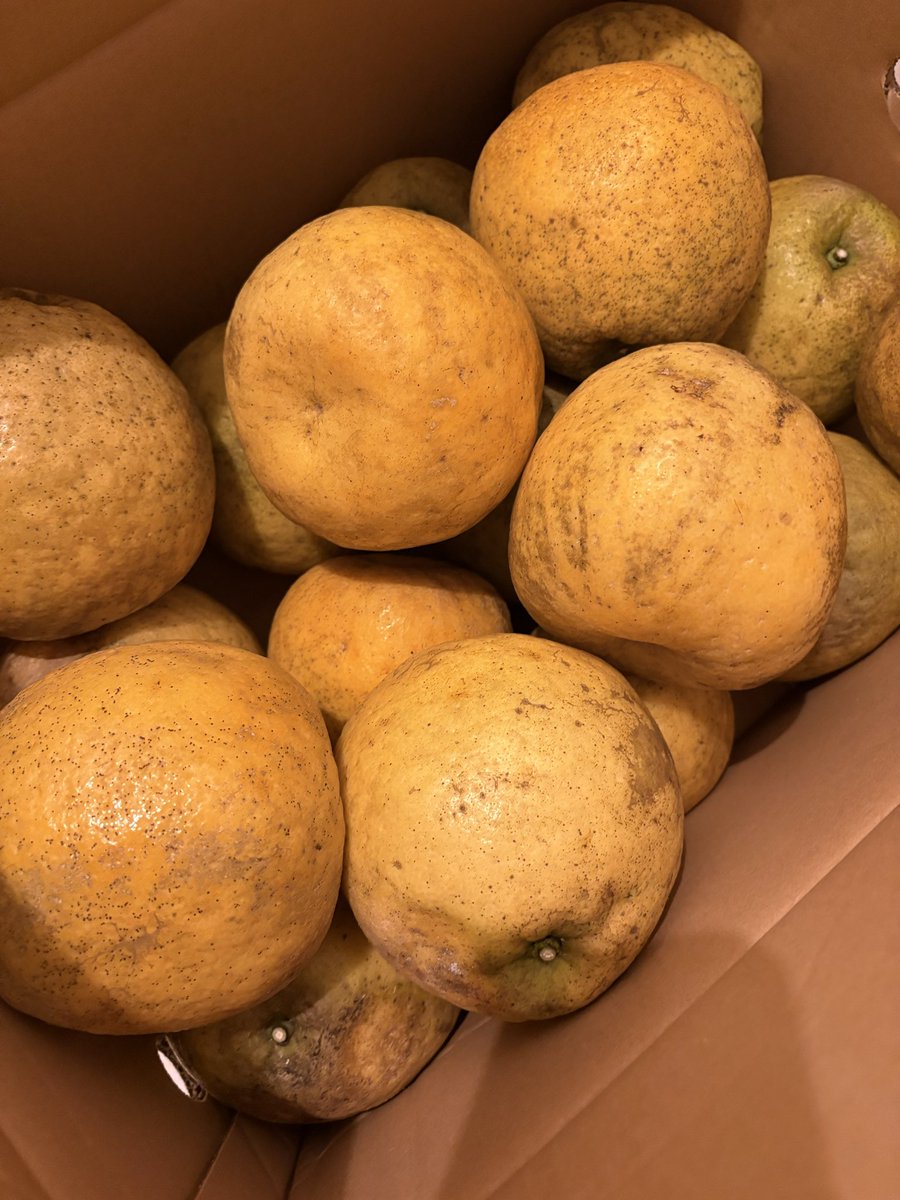 shimauma11's tweet photo. 熊本から送ってもらった無農薬の河内晩柑がめちゃくちゃ美味い
皮も立派なのでピールでも作りたいところだがそんな腕はなく、、、
とりあえず排水溝ネットに入れと縛って風呂にぶち込んでいるのですが、めちゃくちゃ良い
なんだかお肌がツルツルしております
おみかんのパワーすごいね https://t.co/cqlMERkmHB