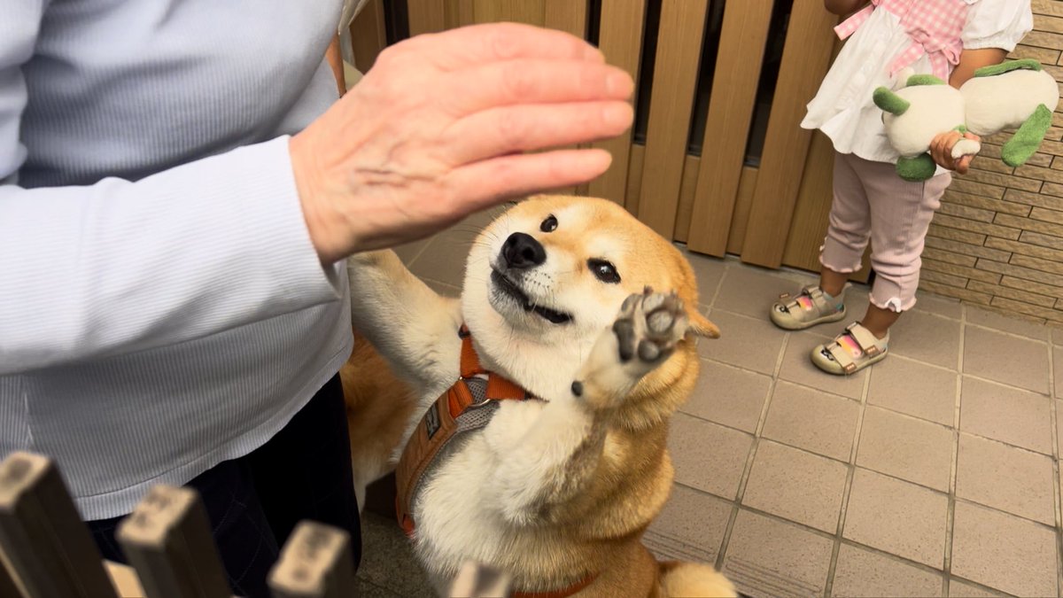 Shibamugi28's tweet photo. このハイタッチ姿が尊すぎる…

#豆シヴァわらび #柴犬 https://t.co/oIcM0tHlbQ