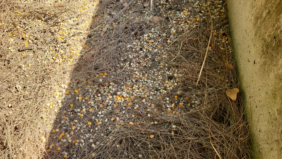 eveliarincon's tweet photo. Desde finales de junio hasta primeros de julio se han estado realizando acciones conjuntas desde parques y jardines con lipasam para abordar la limpieza y desbroce en la zona Ronda de Tejares (⬇️📸 con fecha).

El objetivo proceder a la segunda intervención del año de DDD en el talud cerrando con vallas.

Nuestra sorpresa ha sido cuando han llegado los compañeros de DDD y han podido comprobar que en la zona donde hace dos días publicaron un video, se encuentra totalmente llena de maiz esparcido por toda la zona (⬇️📸), que casualmente es un alimento que encanta a las ratas.

Hemos solicitado un informe a Zoosanitario de lo que se han encontrado y vamos a vigilar la zona ante esta situación anómala y que puede provocar proliferación de roedores de manera intencionada.
