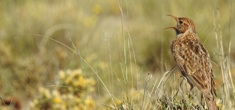 madrimasd's tweet photo. 🗂️Crean la mayor base de datos acústica de la alondra ricotí, una especie amenazada en España.

🌍Con la participación de la @UAM_Madrid, este proyecto internacional impulsará el estudio y la conservación de la alondra ricotí, presente en Europa.

🔗https://t.co/T8shLxEN26 https://t.co/7ToGqSDtrI