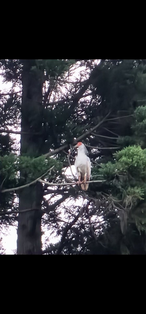 トキです。 我が家の裏山に、トキが来た～！😱☀️ 4枚目の写真は、AI加工です