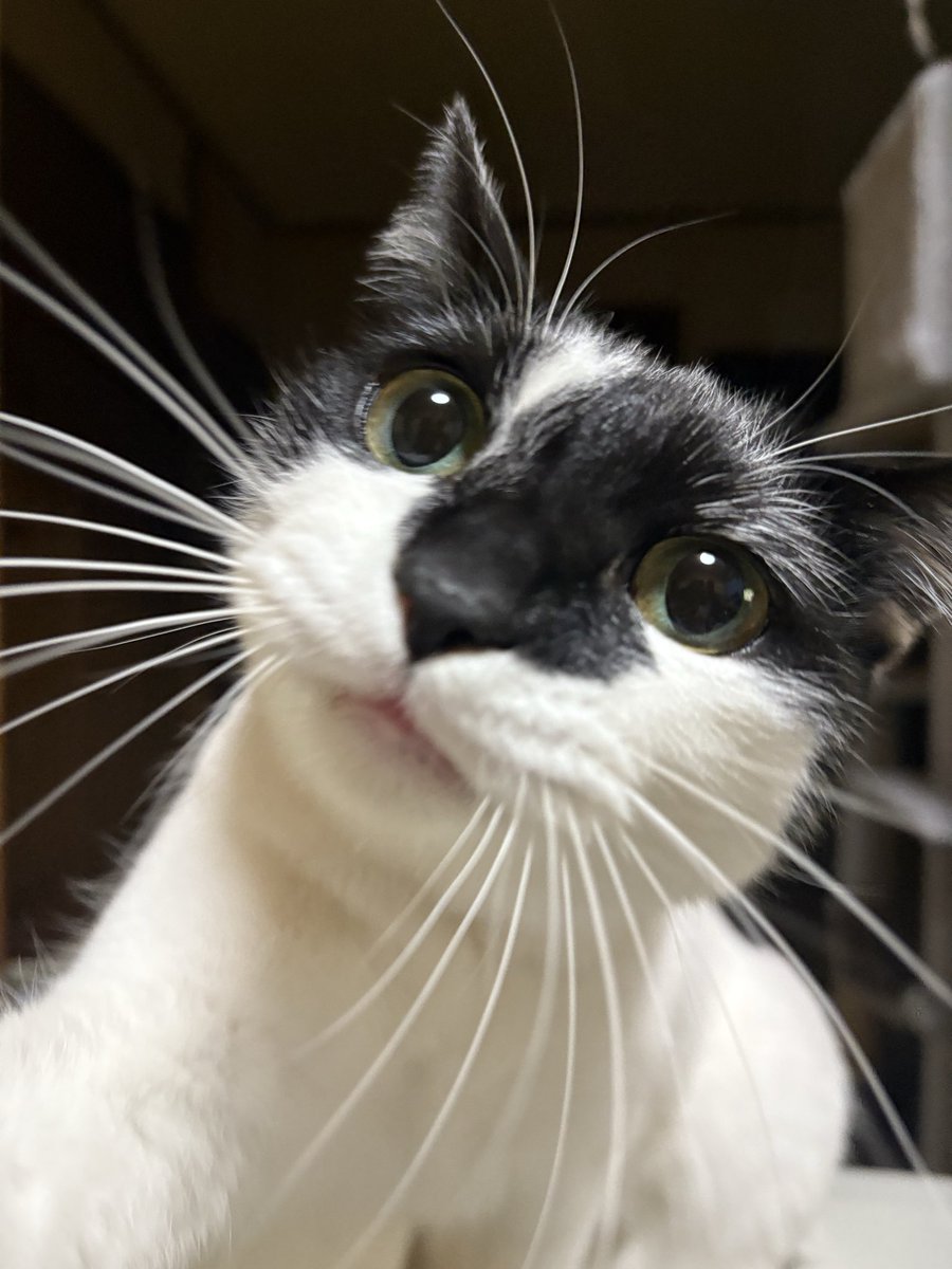 猫のいる幸せ