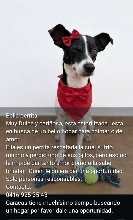 A64029345's tweet photo. Esta cuchitura busca alguien que la ame  adopte https://t.co/FVt6TGL2cO