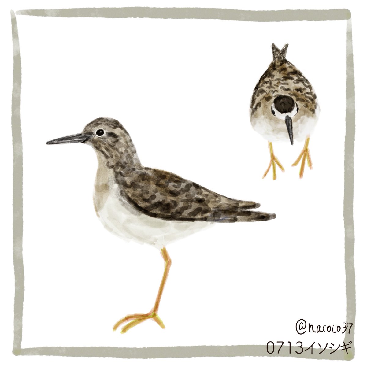 nacoco37's tweet photo. 7月13日
326日目(version3)
イソシギ
#イラスト #illustration
#イソシギ #sandpiper https://t.co/4fO9uKeOIc
