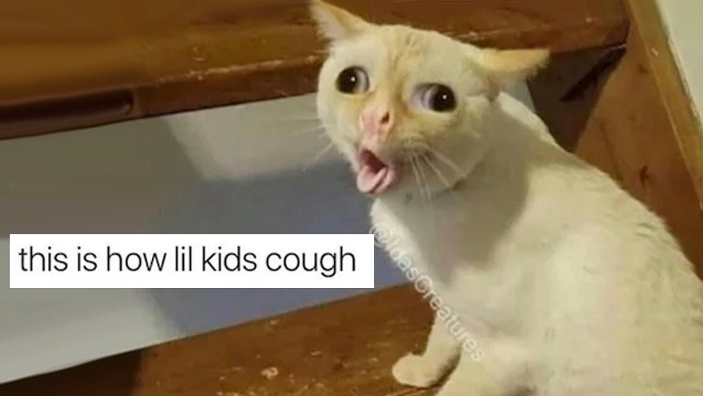 Coughing Cat tweet media