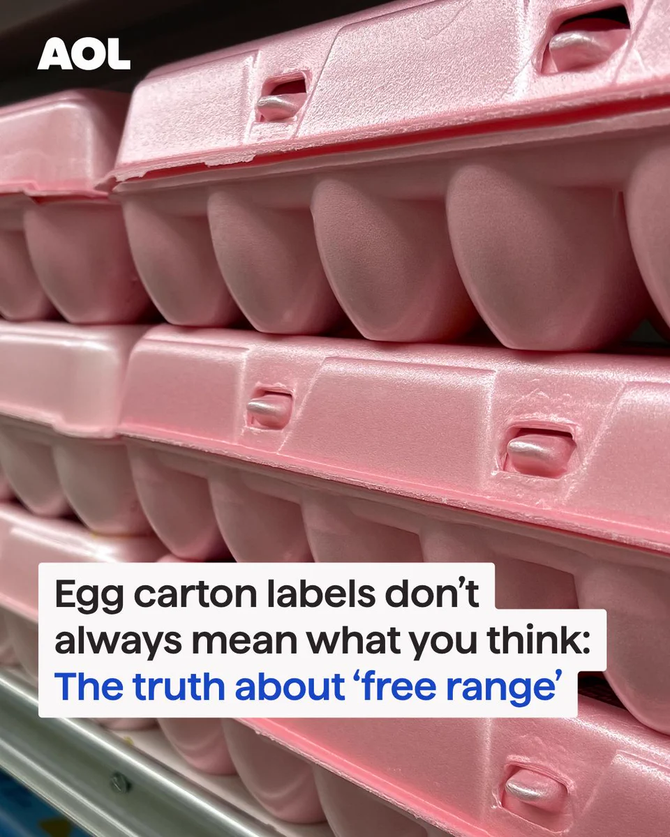 egg cartons