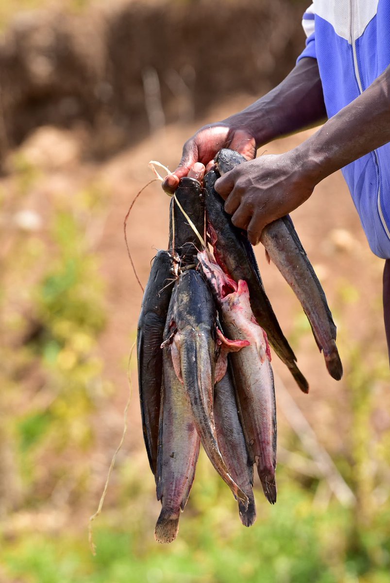 magicalkenya's tweet photo. 5/6 Healthy wetlands and forests mean stronger ecosystems, thriving biodiversity and more resilient communities. https://t.co/MDBQgIHnel