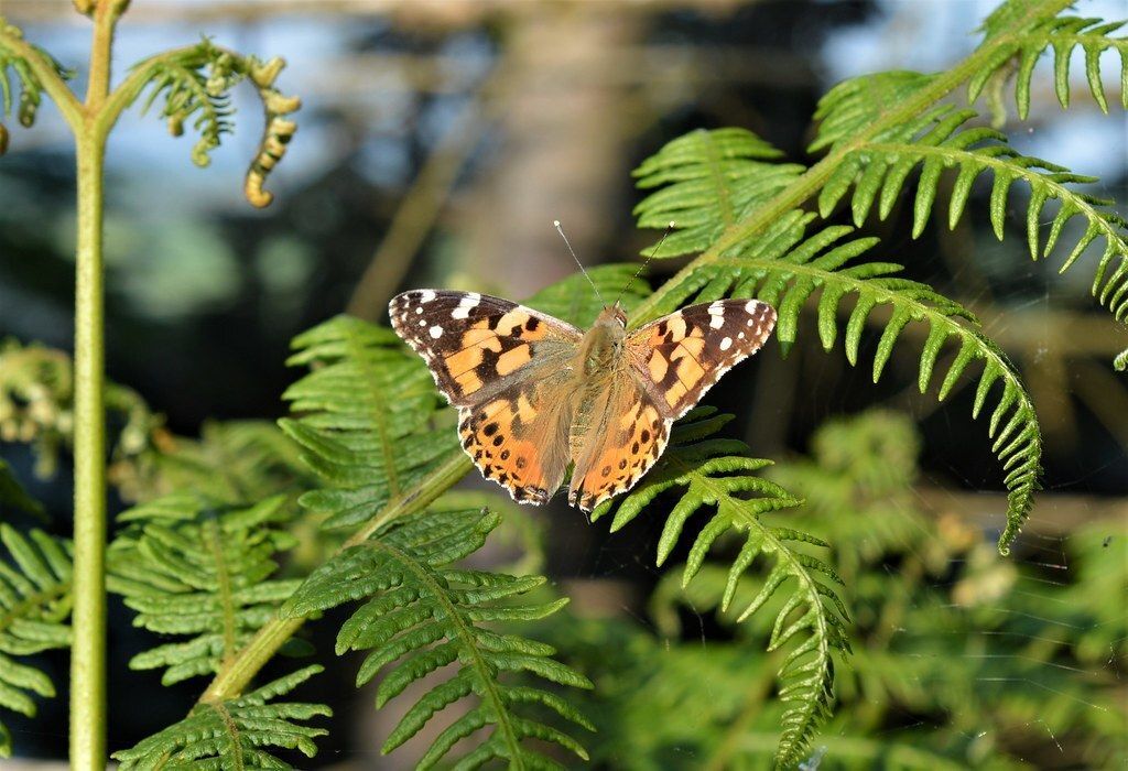 Biodiversity Ireland tweet media