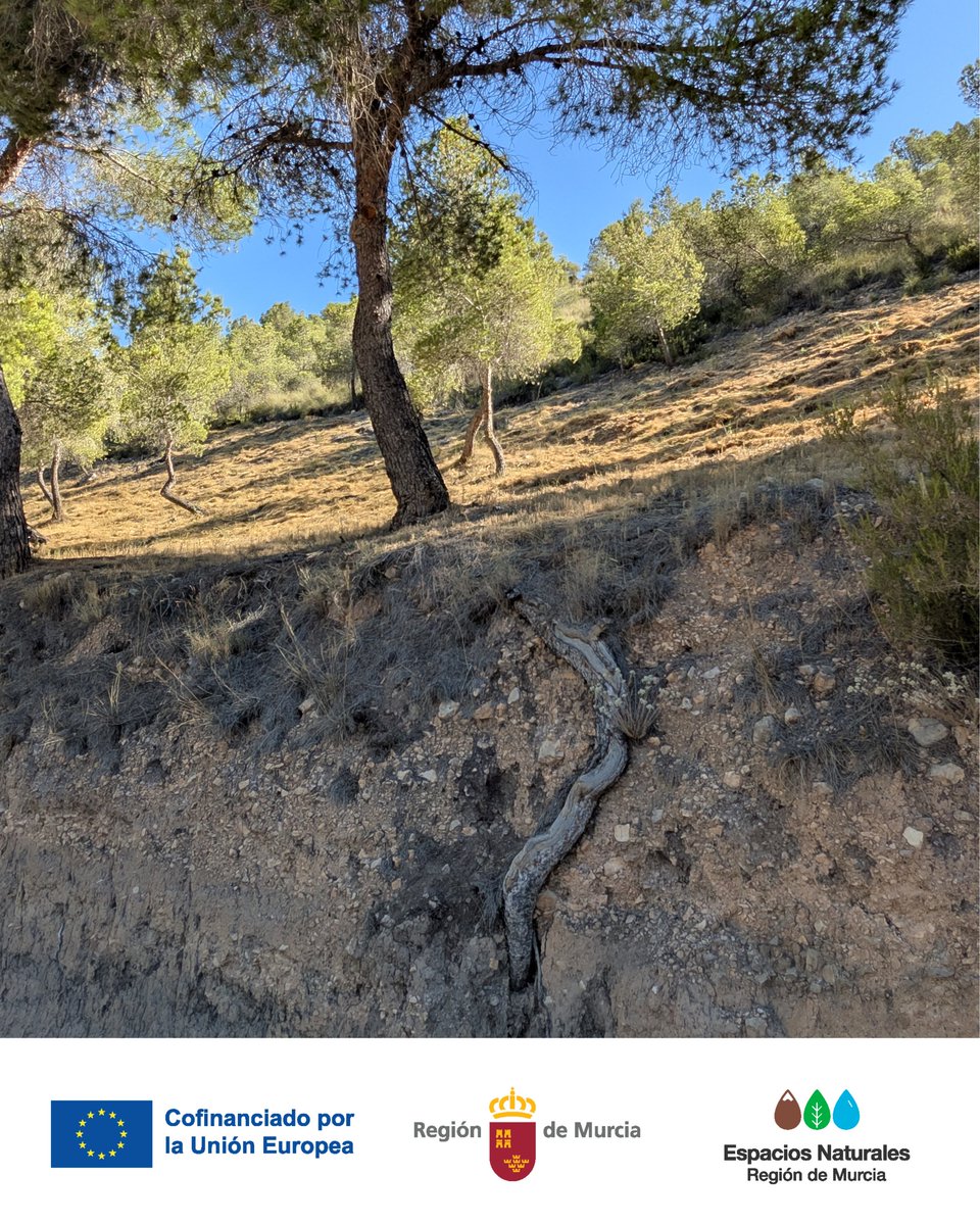 SierraLaPilaPR's tweet photo. Todo el mundo mira los árboles. Pocos miran lo que los mantiene vivos 🌳 🌲

El suelo es un ecosistema vivo donde raíces, hongos y microorganismos almacenan agua, reciclan nutrientes y hacen posible la vida 🌱

#SierraLaPilaPR #EspacioNatural https://t.co/7XkgnwVe7h