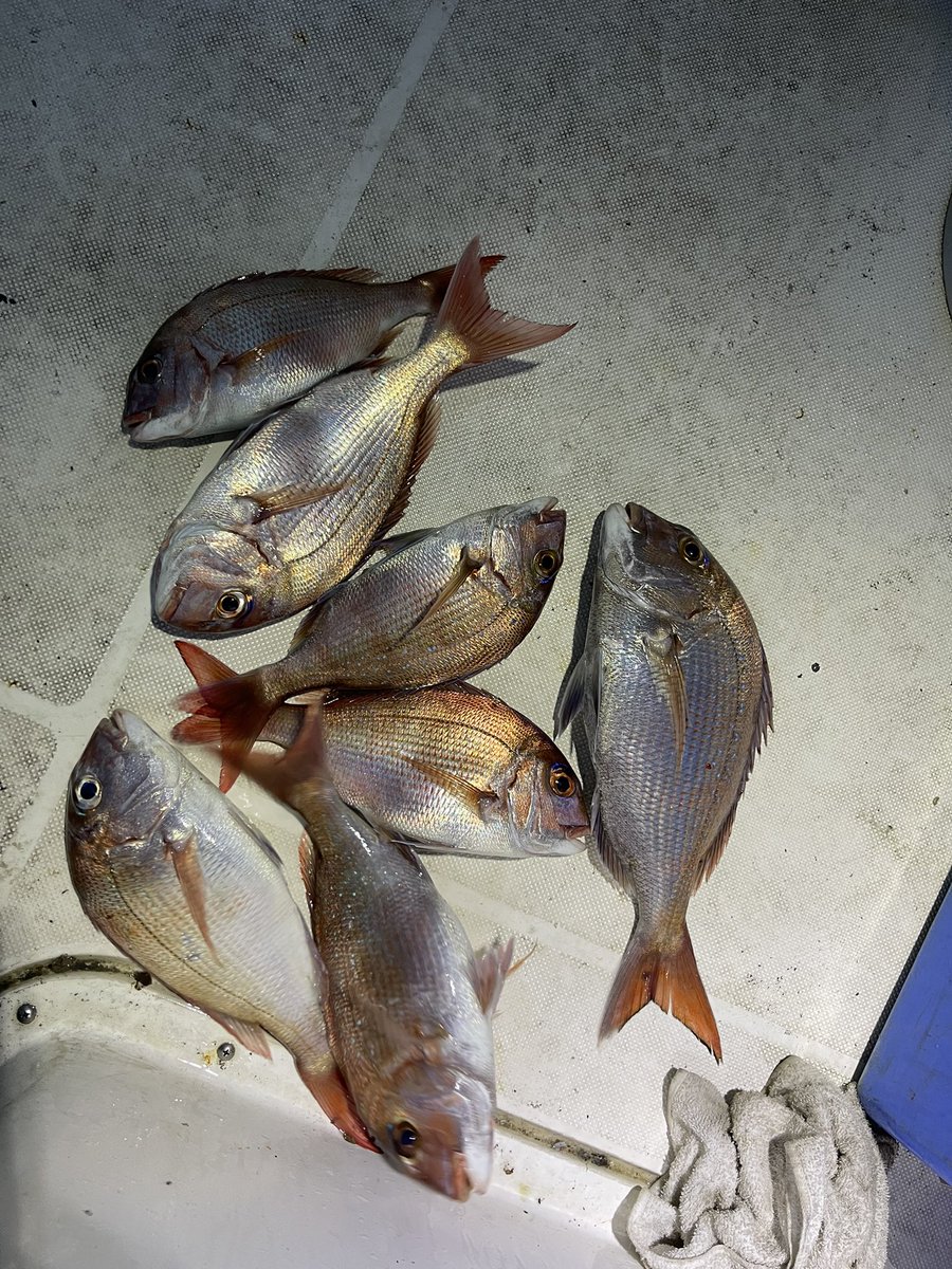 __4430__'s tweet photo. 後輩坊主の時.6連続で釣って
結局全部で15匹ぐらい釣ったけど

持って帰っても処理出来んって感じで
最後の方はリリースした🥳🥳

#逃した魚は大きいぞ https://t.co/y16CD4Pzb8