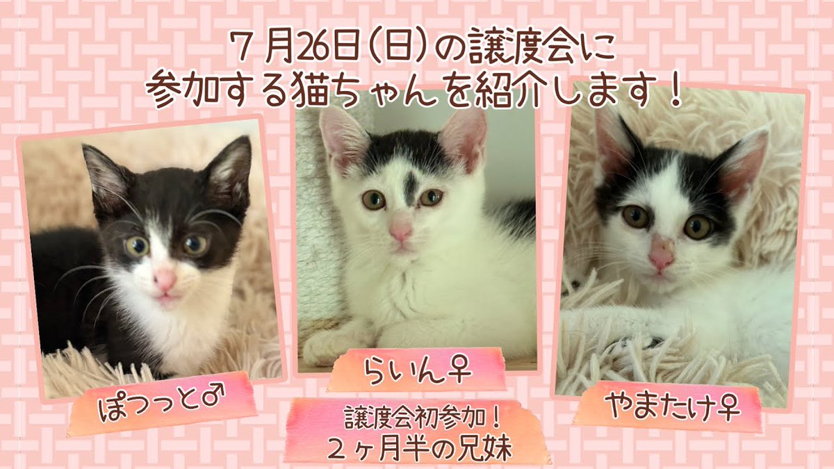 fuchu2022cat's tweet photo. 🐈今日の参加猫紹介④

人が怖かった兄妹。

今では毎日プロレス大会🤣

🐱らいん♀・やまたけ♀・ぽつっと♂
2か月半の兄妹

成長した姿をぜひ見てください♪

#保護猫 #譲渡会

https://t.co/zOg6c1ZXrw @YouTubeより https://t.co/JOIsRmFNin