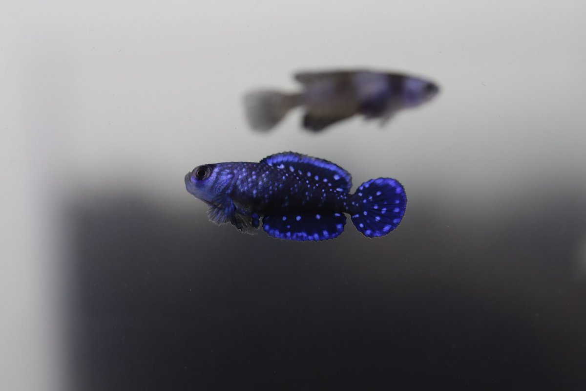 Toya00427115's tweet photo. 我が家に新しい魚が来た！
ニグリピニス久しぶりやからめっちゃ楽しみ！
やっぱりめっちゃ綺麗やな
hamatobiさんありがとうございます！

 #卵生メダカ https://t.co/Zhyft5sOXK
