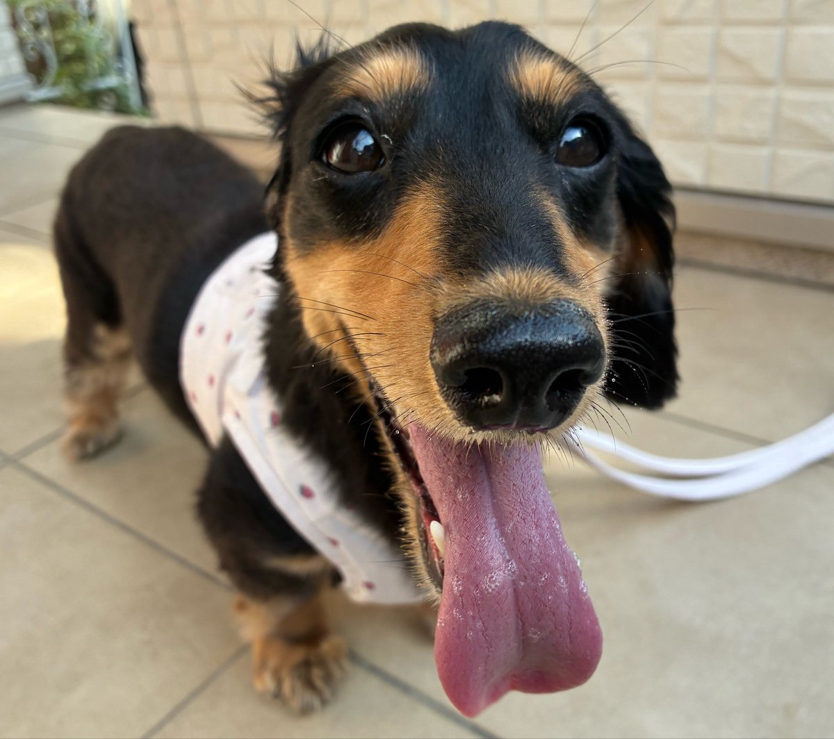 vegeyurari's tweet photo. #ミニチュアダックス
#犬のいる暮らし

朝から暑いでち🐶 https://t.co/3OEdn4xFSk