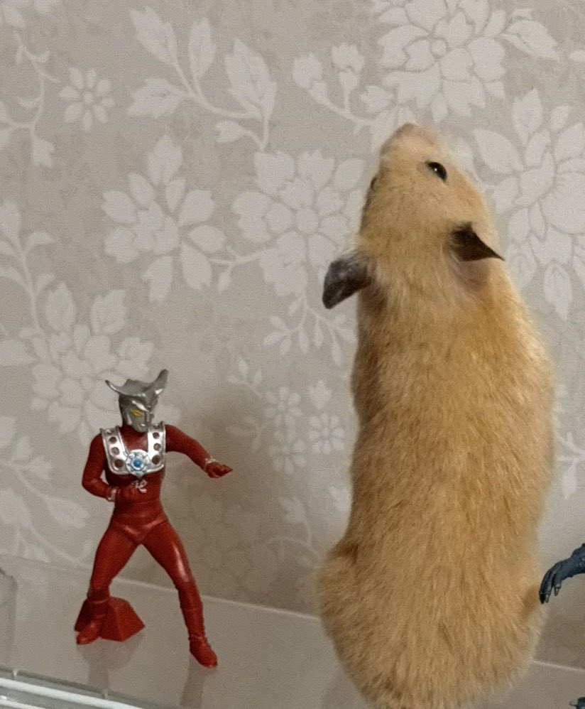 WD_turnA_'s tweet photo. この怪獣ウルトラマンの倍あって草
ラスボス枠だろ https://t.co/vaYRbTsX2g