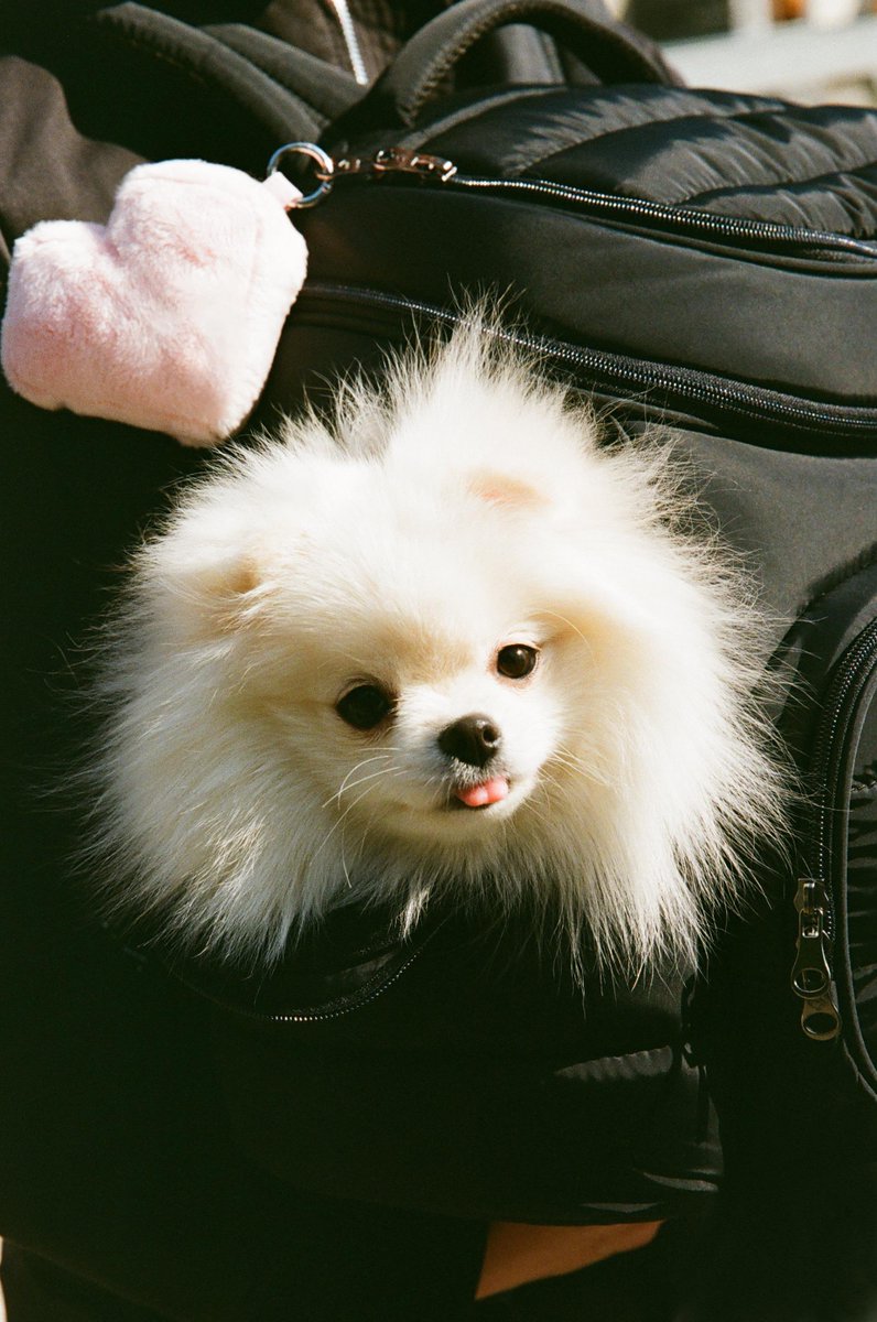 junghwanfeed's tweet photo. 📝 please tell us a recent cute episode you had with your pet dog, candy.
🐮 when I go home after a long time, she greets me much more enthusiastically than before. and whenever I have to leave again, she keeps following me as if telling me not to go. since I have no choice but to leave, I always feel sorry and sad about it.

📝 if candy could speak like a human one day, what do you think she would say first?
🐮 wouldn't she say, “let’s play together!”? she always brings me a doll whenever I get home. I heard that when a dog lowers its front body with its tail up, it means they want to play, and seeing candy always do that to me, I think that's the very first thing she would say.

#SOJUNGHWAN #소정환 #TREASURE