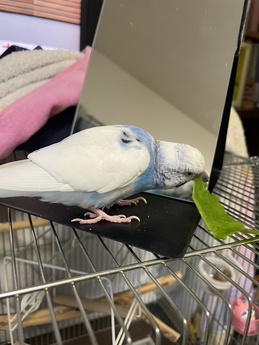 takahide_akimo's tweet photo. 野菜を食べて家に帰る鳥🥬🏠🦜
#セキセイインコ https://t.co/HQ25b86Y3P