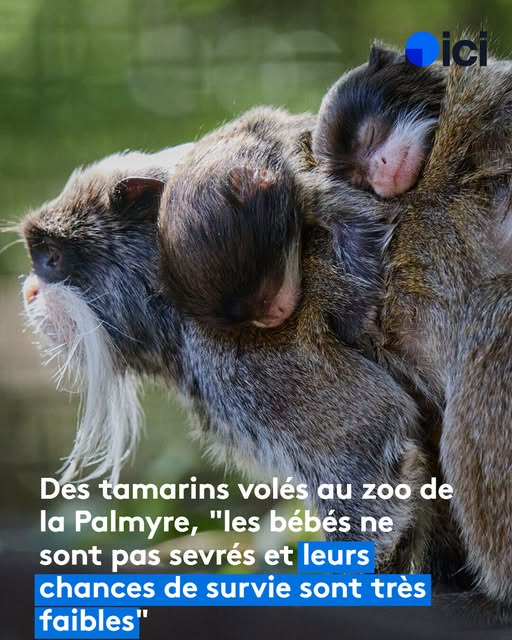 Loovenelle's tweet photo. 🆘🆘🆘
Volés ce week-end, deux jeunes tamarins empereurs du zoo de la Palmyre sont en danger de mort
https://t.co/gt6sUQz4Rk https://t.co/svaeGXUpjm