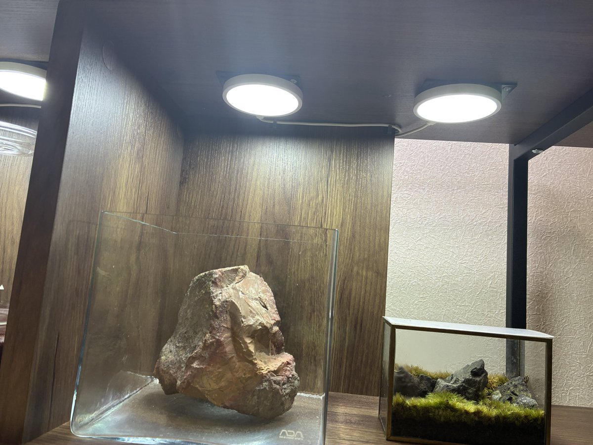 tomoakiueno0223's tweet photo. 鉄板を水槽台にネジ止めして、マグネットライトGスリムを設置しました。
#gex
#gexaquarista
#dooa
#アクアリウム
#和室アクアリウム https://t.co/3wdvfon34c