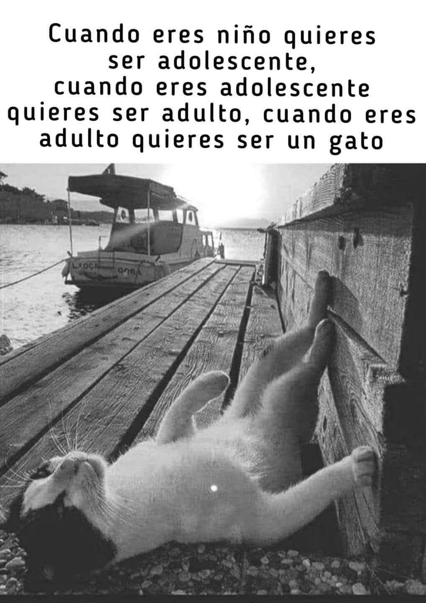 gatuna_Pilar_2's tweet photo. Y así siermpre. 😸 https://t.co/evOTYewuND