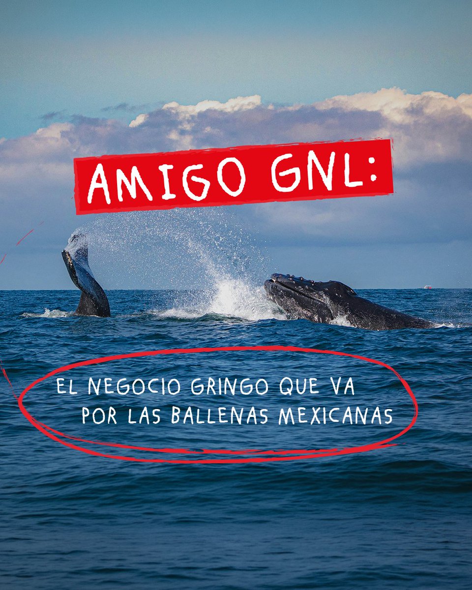 CClimaticas's tweet photo. ¡Saguaro no es el único, también Amigo GNL quiere poner en peligro a nuestras ballenas!

Y pese al freno judicial que impide por ahora su autorización ambiental, el gobernador Alfonso Durazo sigue respaldando este megaproyecto de gas. https://t.co/sCddUJJh49