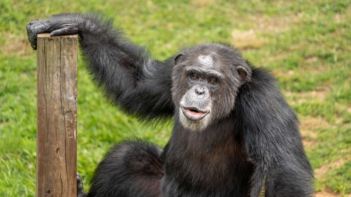 projectchimps's tweet photo. Today, on #worldchimpanzeeday we're celebrating freedom, second chances, and the incredible resilience of chimpanzees.

After spending decades in biomedical research, the six new additions recently went outside for the very first time: https://t.co/7mYmI3JLHj. https://t.co/zidq6YS8Vr