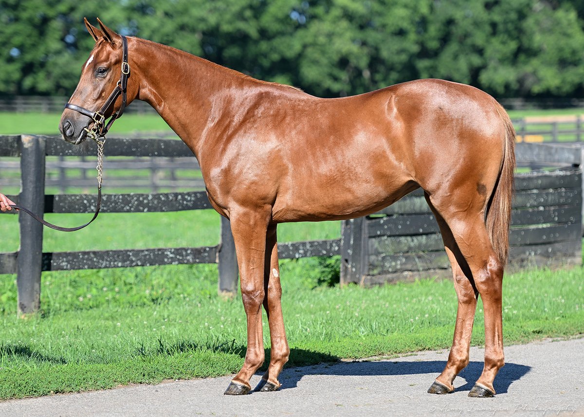 FasigTiptonCo's tweet photo. This colt from the first crop of GUNITE out of Kissin Kim sold for $250,000 at The July Sale! Congrats to the connections:

B: St Elias Stables LLC
C: @BucklandSales, agt
Br: Jeff Prunzik &amp; Juan Piedra

#FasigJuly @coolmoreamerica https://t.co/bqHZ8luhZO