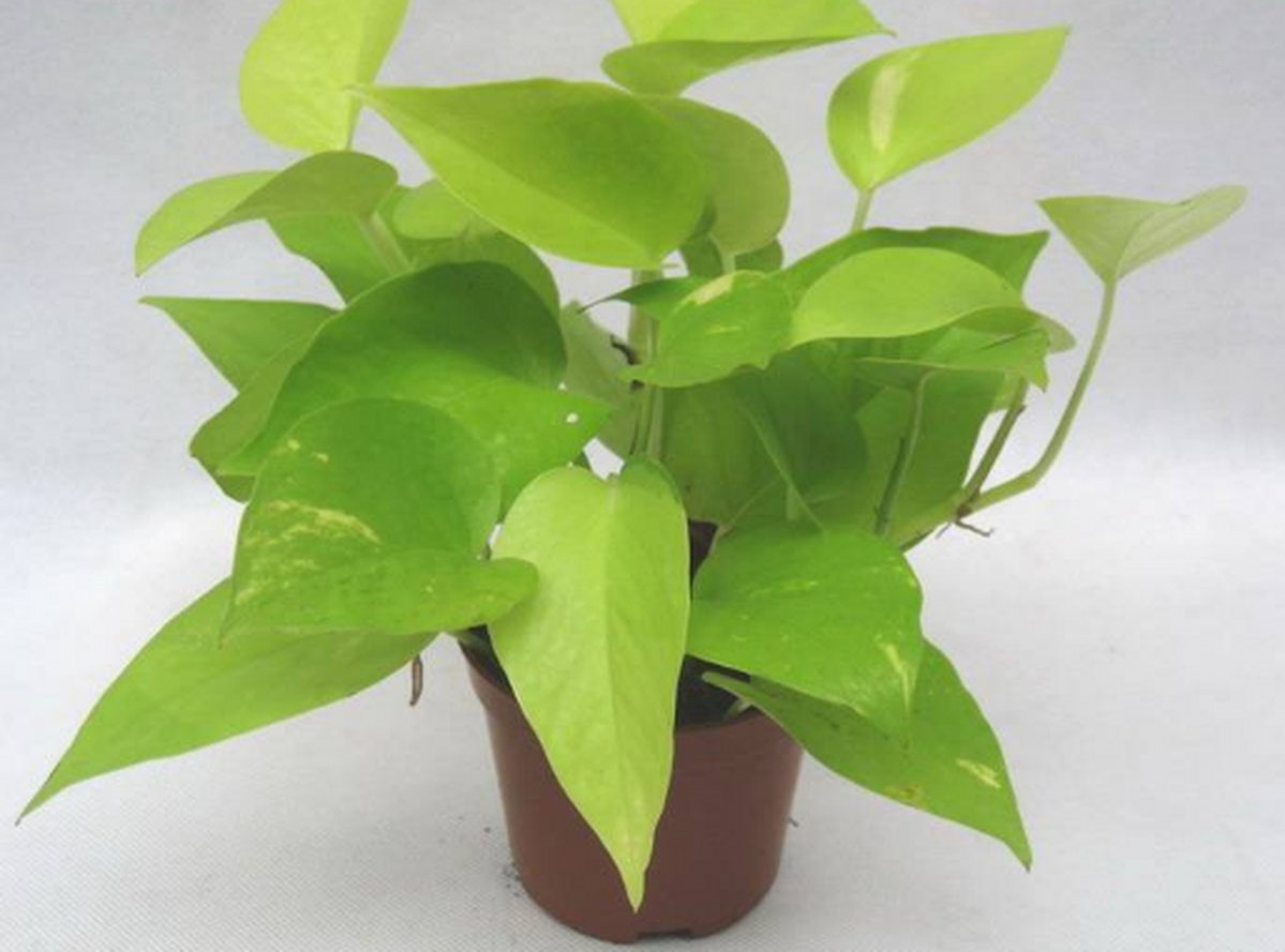 jdwgp96431366's tweet photo. Pro tip for your pothos! Water when the top 2 inches of soil feel dry—bright indirect light keeps those leaves lush. No green thumb This one’s nearly indestructible! https://t.co/T24H3yCXOj