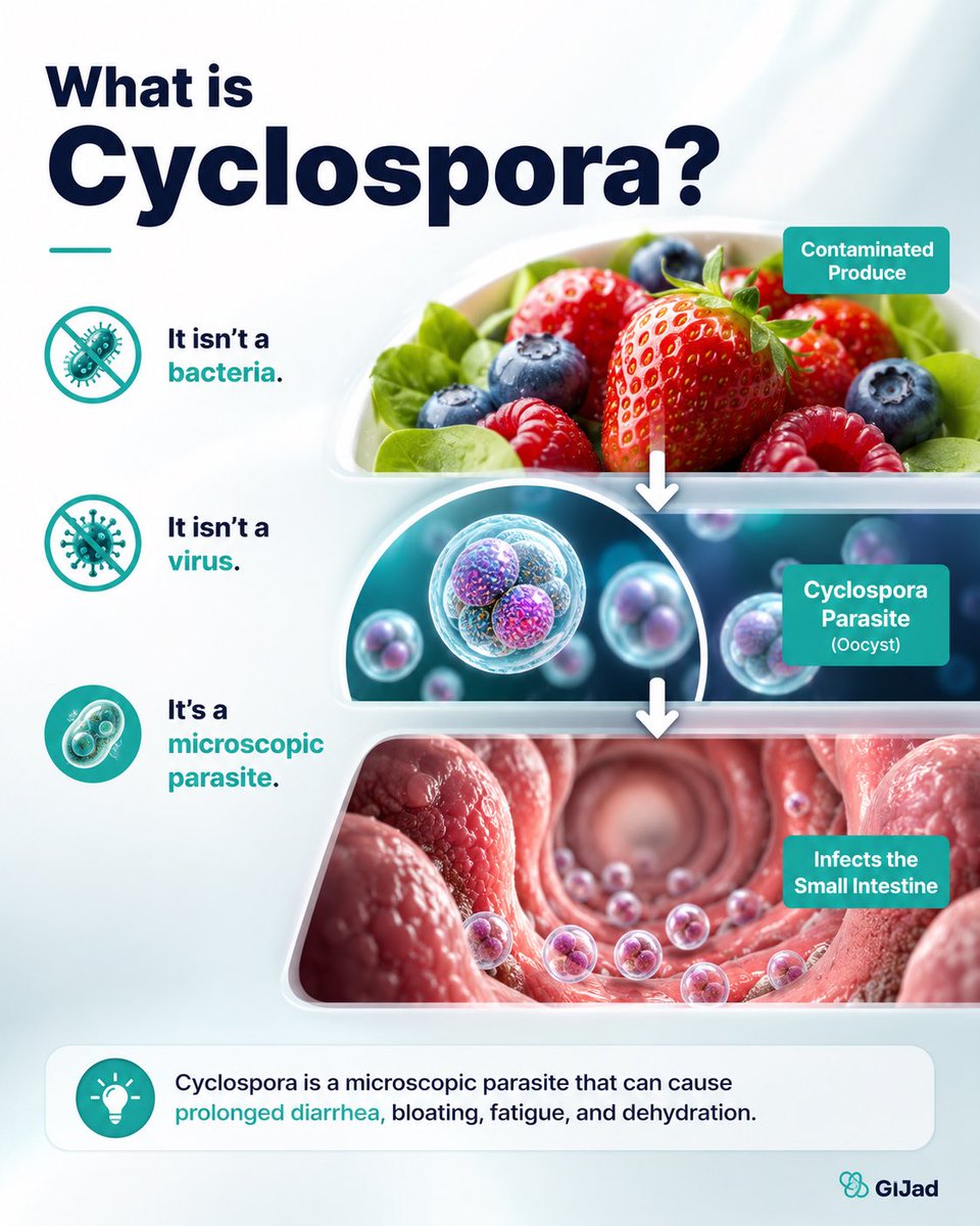 jdfarha's tweet photo. 🚨 A parasite you’ve probably never heard of is behind a multi-state food outbreak.

It’s called Cyclospora and it can contaminate fresh produce.

Here’s what it is, the symptoms to watch for, and how to avoid it. 🧵👇

Bookmark this and follow for physician-reviewed GI education https://t.co/UHSzU8XRjR