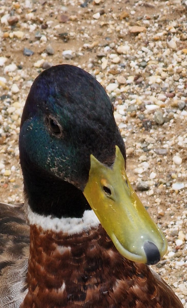 huugvanooijen's tweet photo. #eend #duck #vondelpark #amsterdam #dailybird🐦 https://t.co/0u0aX3fm0K