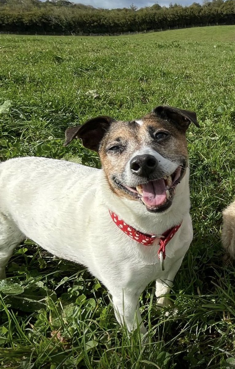 MissingPetsGB's tweet photo. 🏡 Some very relieving news - happy happy ending for elderly MAE!! Well done #REUNITED

Mae has been found safe &amp; well.

She turned up by the river, where Cornwall Search Dogs had tracked her to.

She was wet &amp; muddy, but otherwise ok after her 3 day ordeal. https://t.co/zkzJ4npkWJ