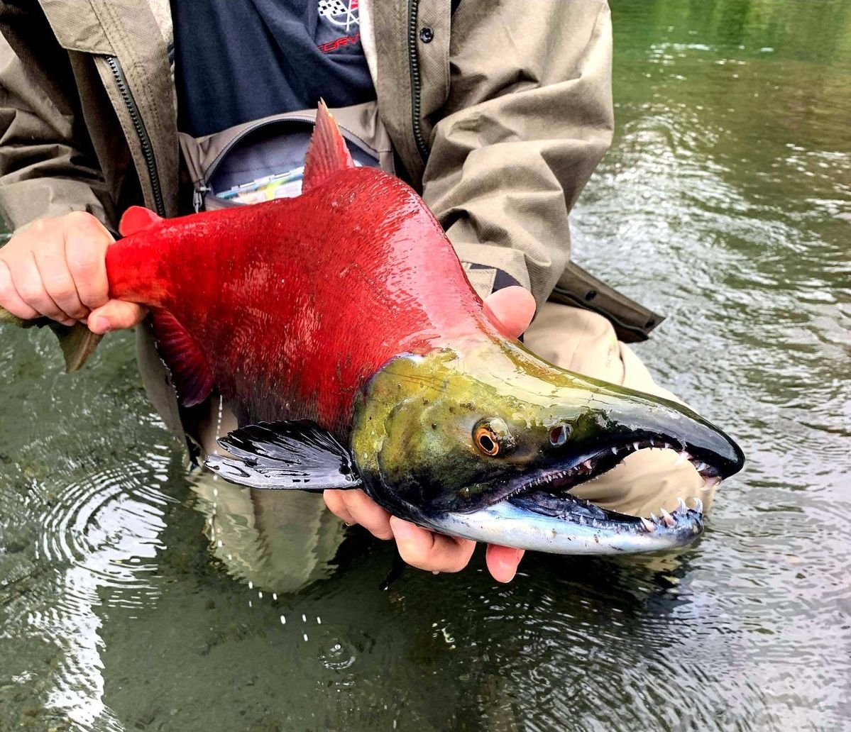 ItIsMoss's tweet photo. The jaw is based on sockeye salmons jaws being white and in her base design, it going all the way down her chest. 
Due to that, I thought, "Hey, why not make the white jaw markings open all the way too, like a separate mouth!" :} https://t.co/8ti7MvZb8H