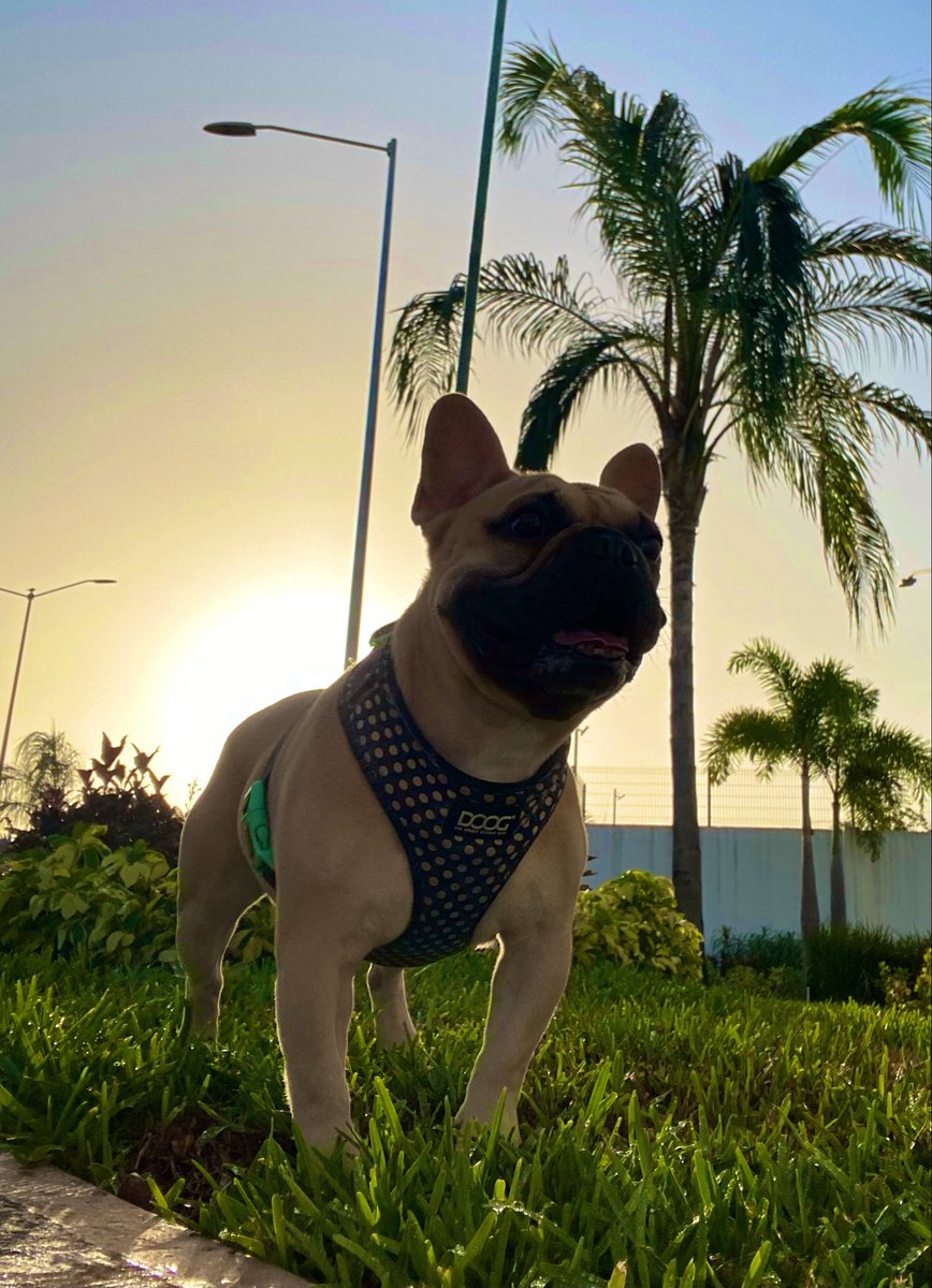 m_cedmo71's tweet photo. ☀️ mi mañana con el gordito 
#Martes https://t.co/OJsnJg2P6l