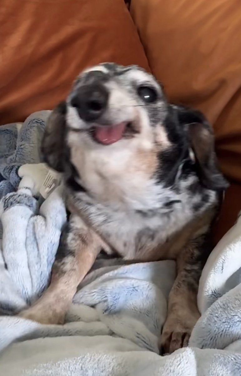 inconssiente's tweet photo. Hay un perro salchicha senior que se llama Ernie. Lo encontraron sin dientes y con el hueso de la trompa atrofiado. No se sabe nada de él además de que que es adorable. 

Es la vaina más horrible y más linda que he visto en mi vida, lo amo. https://t.co/wCTYrmT4KI