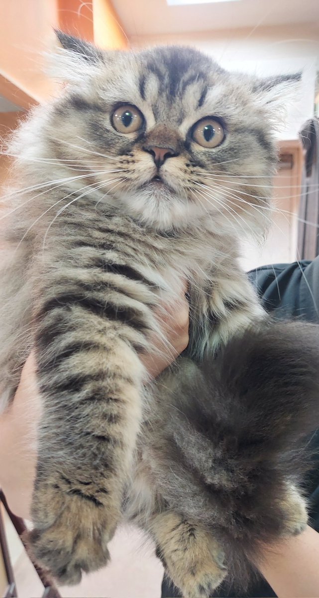 クマ猫様へ 家族が増えました🥳✨ (左の猫様ですわ🧡🐈‍⬛) (右の人間はスタッフ