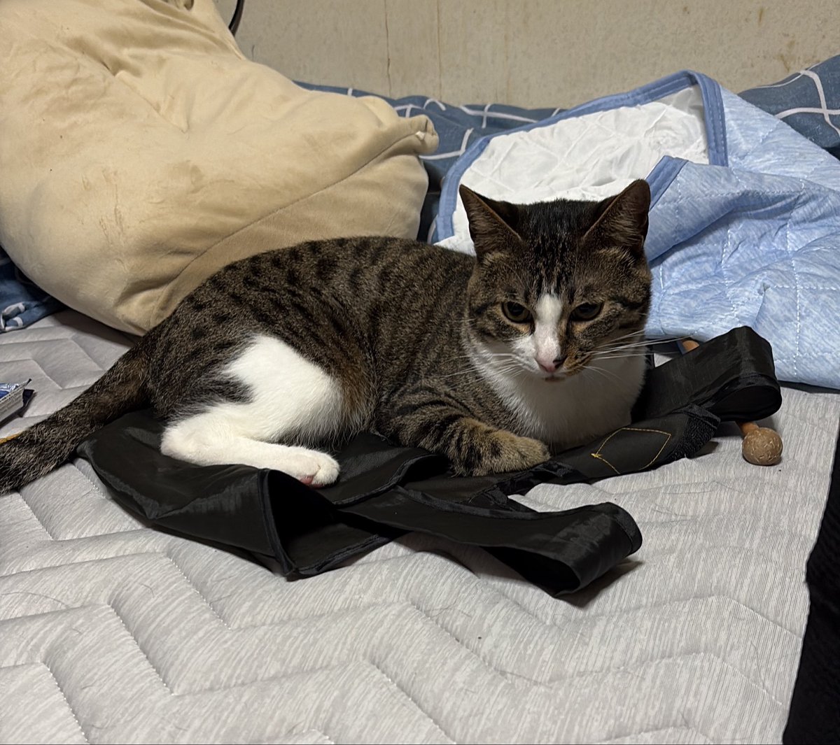 猫マムシ様 猫様はなぜ何かの上に寝るのか・・・ ヒエヒエマットレスの方が涼しい