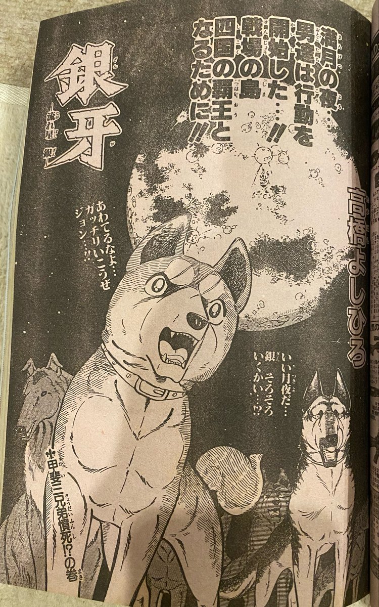 高橋よしひろ先生　手ぬぐい 🌌高橋よしひろ先生新連載🌌銀牙伝説レクイエム🌌 (@katukatu210
