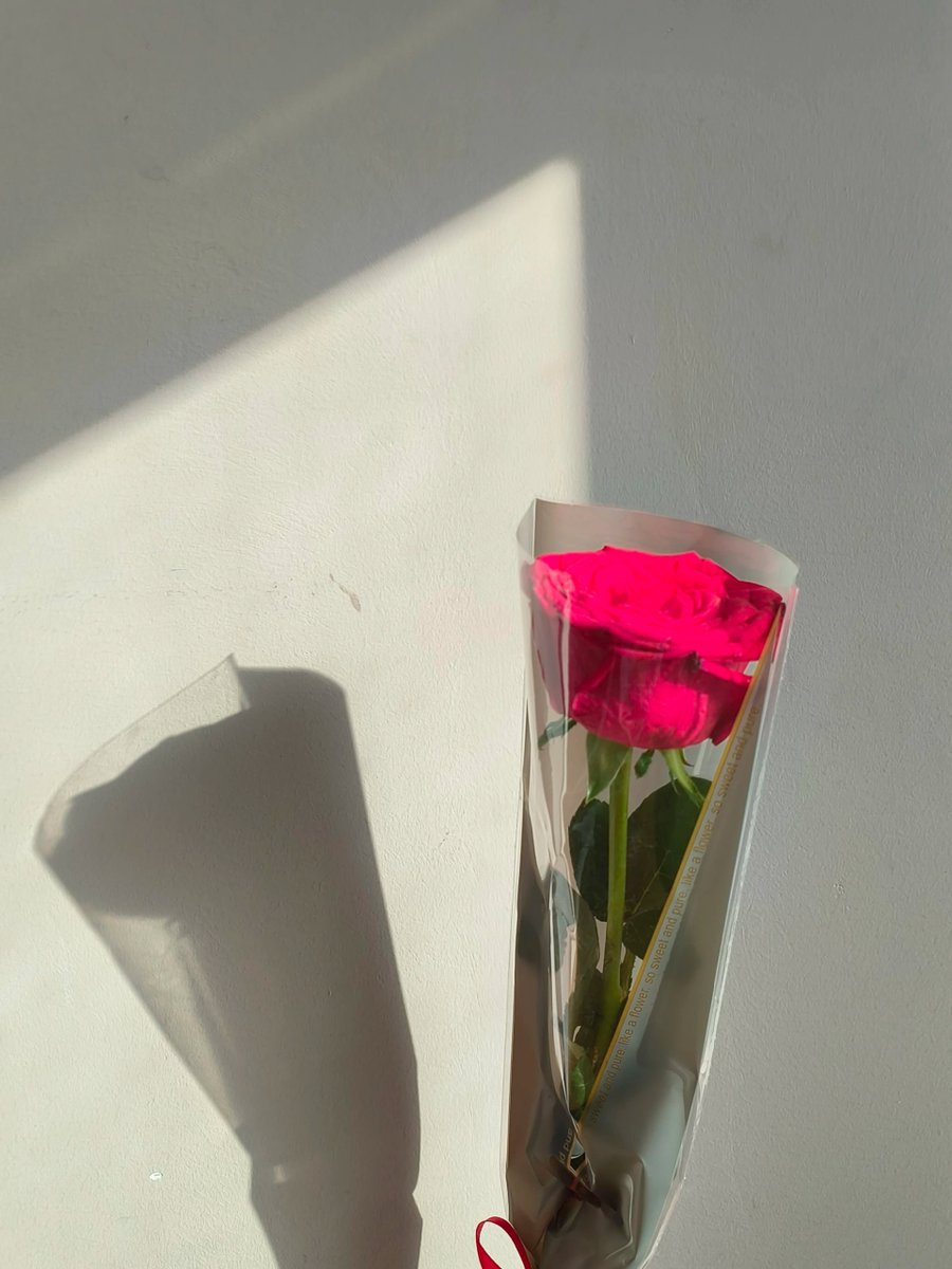 lenadlprt's tweet photo. A single rose, kissed by sunlight, whispering secrets of beauty and simplicity 🌹✨ https://t.co/GatN1gxgRL