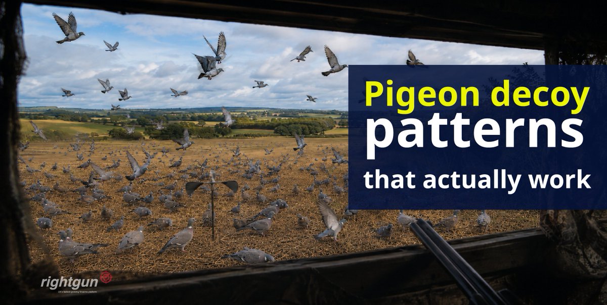 rightgunuk's tweet photo. There is no shortage of advice on pigeon decoying, and most of it boils down to the same vague instruction: put some decoys out and see what happens.
Read more: https://t.co/0KV79BJ2Ux
#PigeonShooting #Woodpigeon #Decoying #FieldSports #GameShooting #RightgunUK https://t.co/iXQcKYZmlp