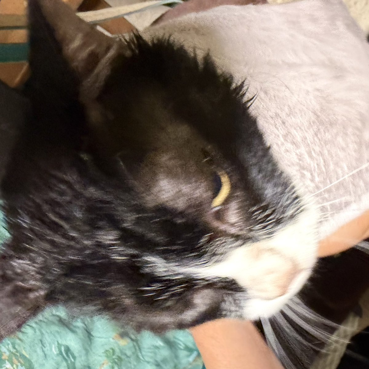 ginya29Q's tweet photo. 数年ぶりのお風呂。
しじみちゃんはうちに来て初めて。

めっちゃ嫌われたと思う。

後でチュール出したら食べてくれるだろうか... https://t.co/Z5OPv20Iit