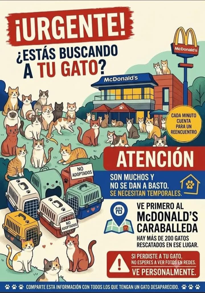 yaracalcagno's tweet photo. Si buscas a tu gato. https://t.co/K9Nhq8HTok