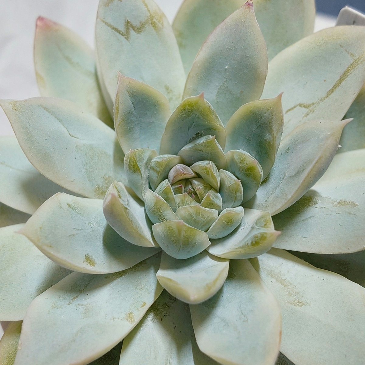 gmyigo's tweet photo. いや、あの…中心の葉がジュレるのは本当にやめてほしいんですけど…これどうすれば…… https://t.co/KH85bdxYda